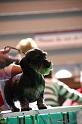 Crufts2011_2 870